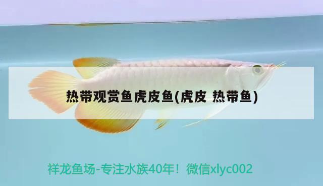 熱帶觀賞魚虎皮魚(虎皮熱帶魚) 觀賞魚