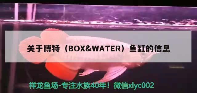 關(guān)于博特（BOX&WATER）魚(yú)缸的信息 博特水族