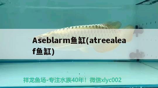 Aseblarm魚缸(atreealeaf魚缸) 其他品牌魚缸