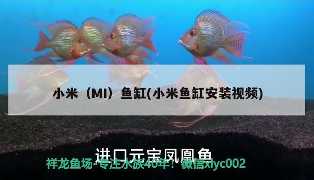 小米（MI）魚缸(小米魚缸安裝視頻) 其他品牌魚缸