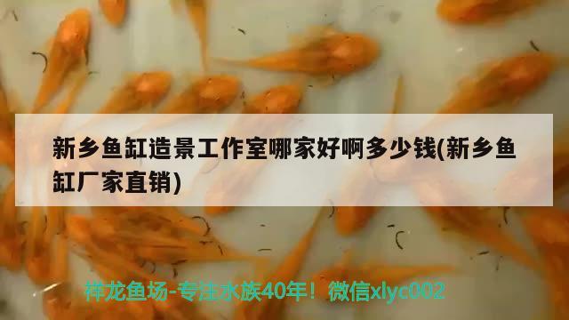 新鄉(xiāng)魚缸造景工作室哪家好啊多少錢(新鄉(xiāng)魚缸廠家直銷) 白子銀龍苗（黃化銀龍苗）