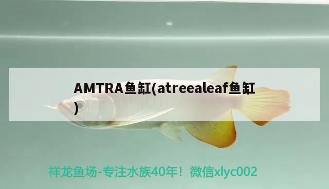 AMTRA魚缸(atreealeaf魚缸) 其他品牌魚缸