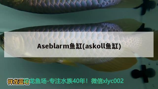 Aseblarm魚缸(askoll魚缸) 其他品牌魚缸