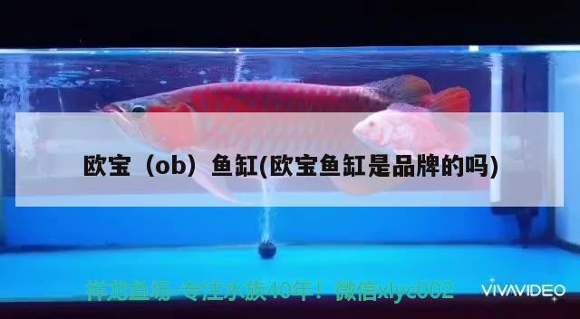 歐寶（ob）魚缸(歐寶魚缸是品牌的嗎)