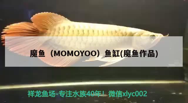 魔魚（MOMOYOO）魚缸(魔魚作品)