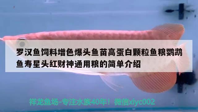 羅漢魚飼料增色爆頭魚苗高蛋白顆粒魚糧鸚鵡魚壽星頭紅財(cái)神通用糧的簡(jiǎn)單介紹 鸚鵡魚