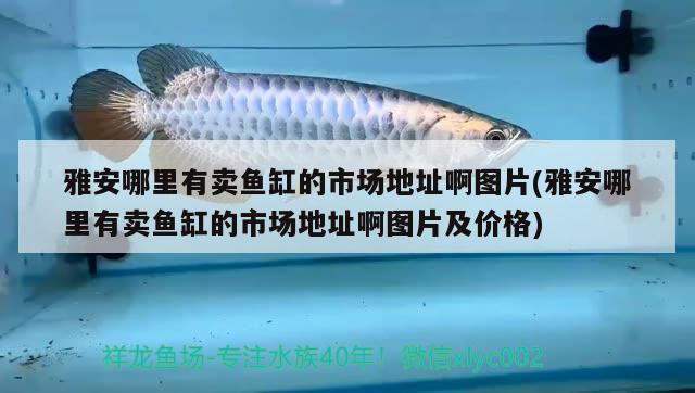 雅安哪里有賣魚缸的市場地址啊圖片(雅安哪里有賣魚缸的市場地址啊圖片及價格) 錦鯉池魚池建設(shè) 第2張