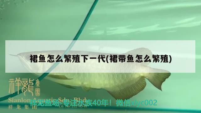 裙魚怎么繁殖下一代(裙帶魚怎么繁殖) 觀賞魚