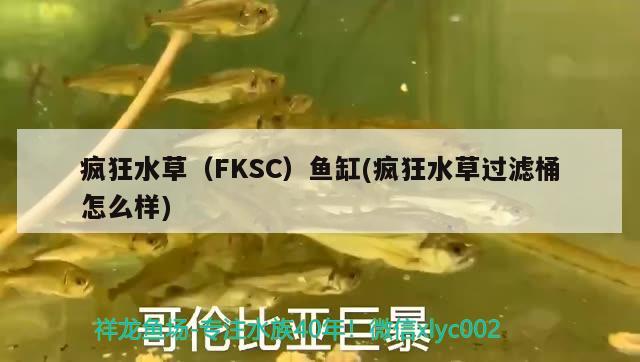 瘋狂水草（FKSC）魚缸(瘋狂水草過濾桶怎么樣)