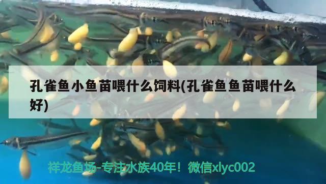 孔雀魚小魚苗喂什么飼料(孔雀魚魚苗喂什么好) 觀賞魚