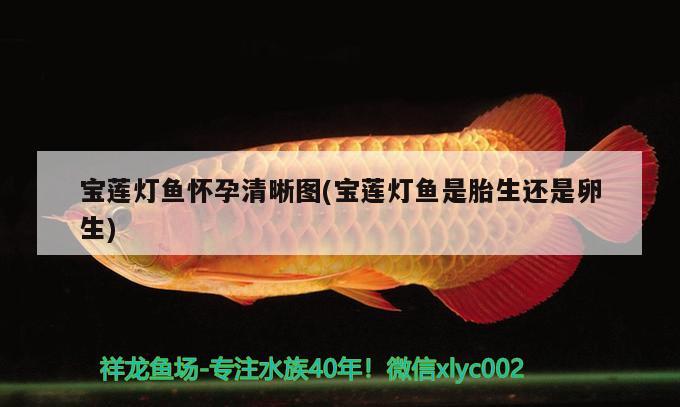 寶蓮燈魚懷孕清晰圖(寶蓮燈魚是胎生還是卵生) 觀賞魚