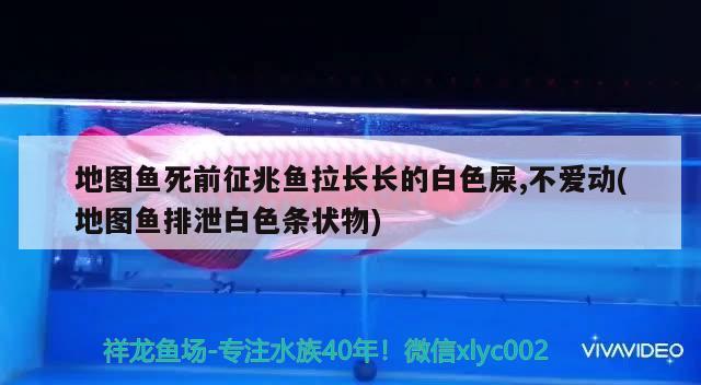 地圖魚死前征兆魚拉長長的白色屎,不愛動(地圖魚排泄白色條狀物)