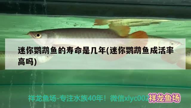 迷你鸚鵡魚的壽命是幾年(迷你鸚鵡魚成活率高嗎) 鸚鵡魚