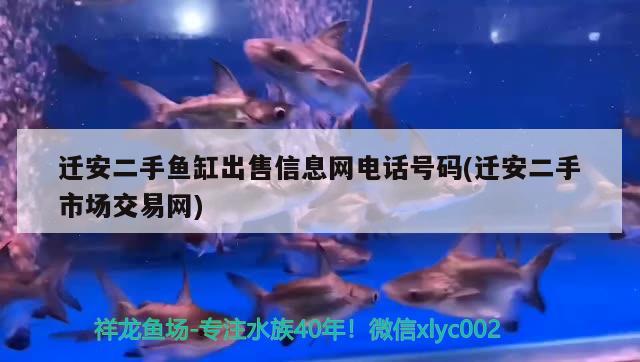 遷安二手魚缸出售信息網(wǎng)電話號碼(遷安二手市場交易網(wǎng)) 圣菲埃及魚