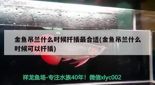 金魚吊蘭什么時候扦插最合適(金魚吊蘭什么時候可以扦插)