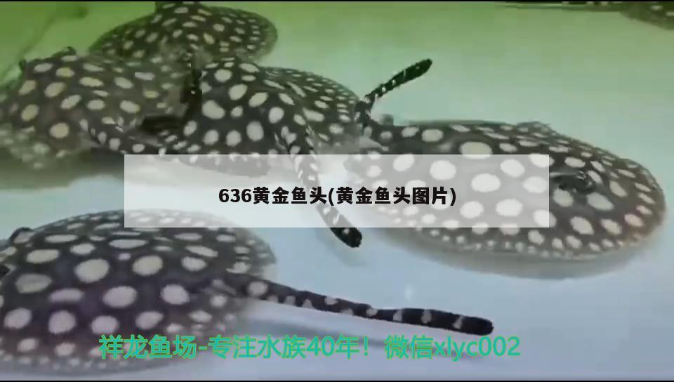 636黃金魚頭(黃金魚頭圖片) 觀賞魚