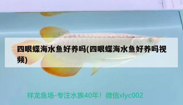 四眼蝶海水魚(yú)好養(yǎng)嗎(四眼蝶海水魚(yú)好養(yǎng)嗎視頻) 海水魚(yú)