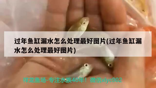 過年魚缸漏水怎么處理最好圖片(過年魚缸漏水怎么處理最好圖片)