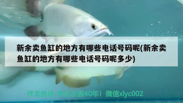 新余賣魚缸的地方有哪些電話號碼呢(新余賣魚缸的地方有哪些電話號碼呢多少) 斑馬鴨嘴魚