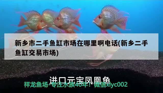 新鄉(xiāng)市二手魚缸市場在哪里啊電話(新鄉(xiāng)二手魚缸交易市場) 觀賞魚進出口