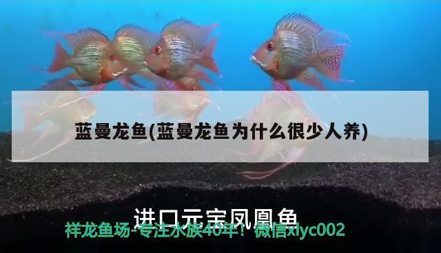 藍曼龍魚(藍曼龍魚為什么很少人養(yǎng)) 觀賞魚