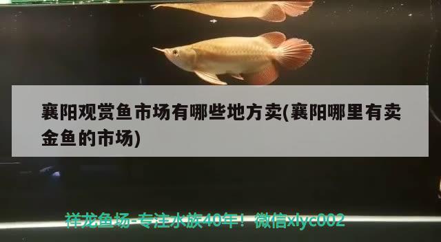 襄陽觀賞魚市場(chǎng)有哪些地方賣(襄陽哪里有賣金魚的市場(chǎng))