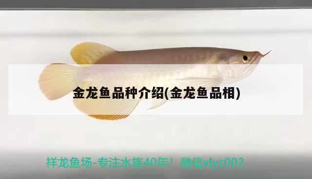 金龍魚品種介紹(金龍魚品相)