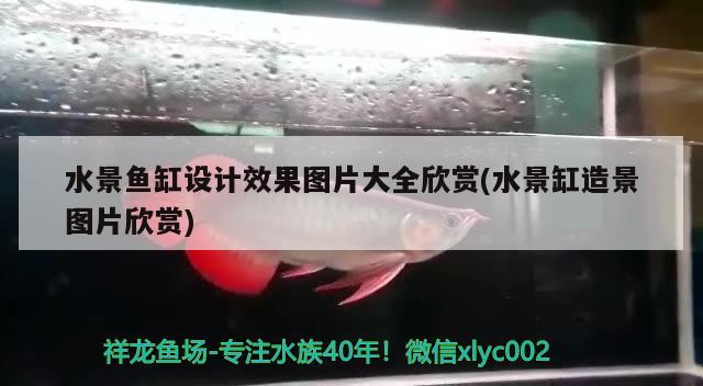 水景魚缸設計效果圖片大全欣賞(水景缸造景圖片欣賞) 白子銀版魚苗