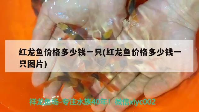 紅龍魚價(jià)格多少錢一只(紅龍魚價(jià)格多少錢一只圖片)