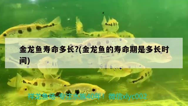 金龍魚(yú)壽命多長(zhǎng)?(金龍魚(yú)的壽命期是多長(zhǎng)時(shí)間) 觀賞魚(yú)