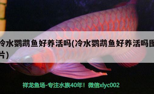 冷水鸚鵡魚好養(yǎng)活嗎(冷水鸚鵡魚好養(yǎng)活嗎圖片)