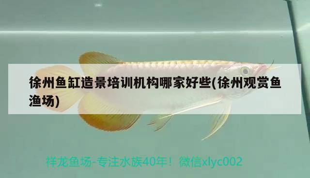 徐州魚缸造景培訓(xùn)機(jī)構(gòu)哪家好些(徐州觀賞魚漁場)