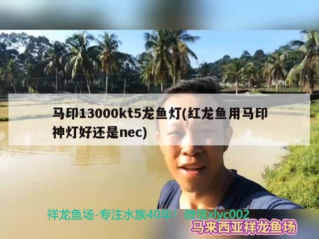 馬印13000kt5龍魚燈(紅龍魚用馬印神燈好還是nec)