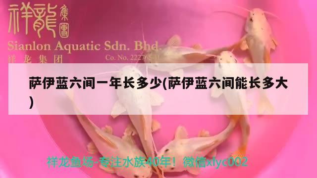 薩伊藍(lán)六間一年長(zhǎng)多少(薩伊藍(lán)六間能長(zhǎng)多大) 薩伊藍(lán)魚(yú)