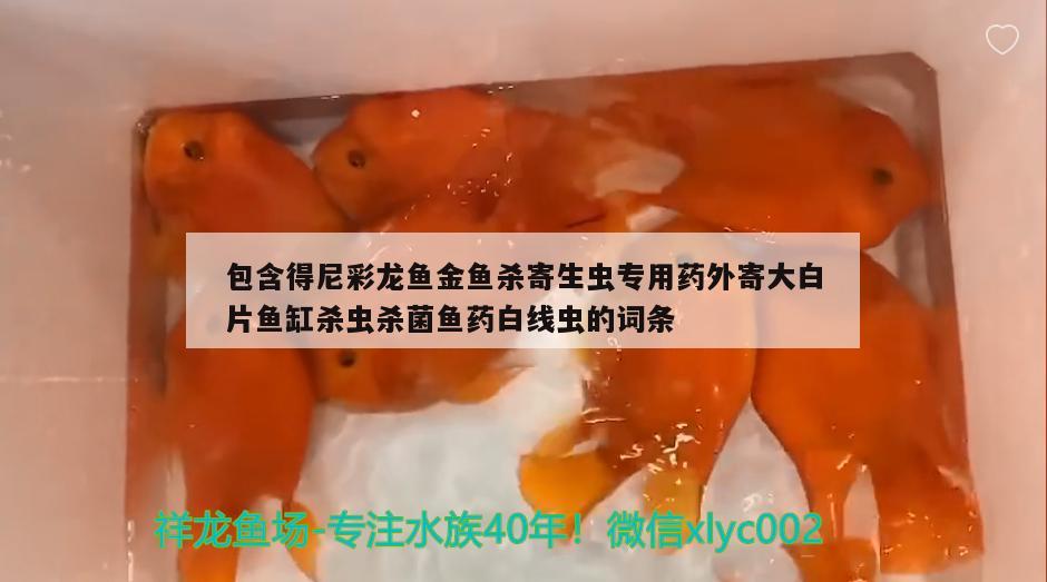 包含得尼彩龍魚金魚殺寄生蟲專用藥外寄大白片魚缸殺蟲殺菌魚藥白線蟲的詞條 赤荔鳳冠魚