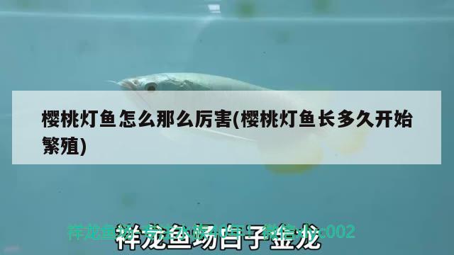 櫻桃燈魚怎么那么厲害(櫻桃燈魚長多久開始繁殖) 觀賞魚