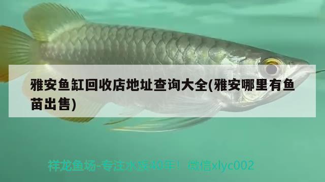 雅安魚缸回收店地址查詢大全(雅安哪里有魚苗出售)