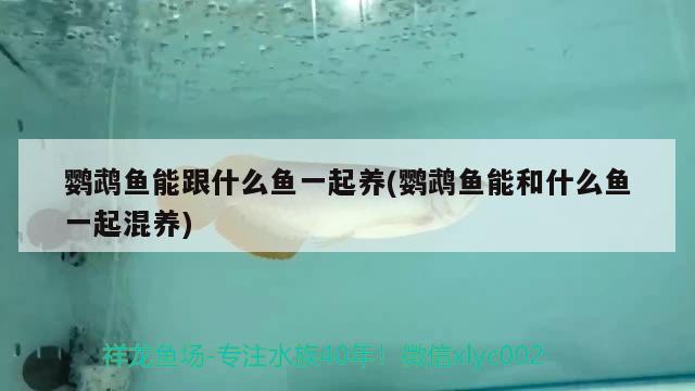 鸚鵡魚能跟什么魚一起養(yǎng)(鸚鵡魚能和什么魚一起混養(yǎng)) 鸚鵡魚