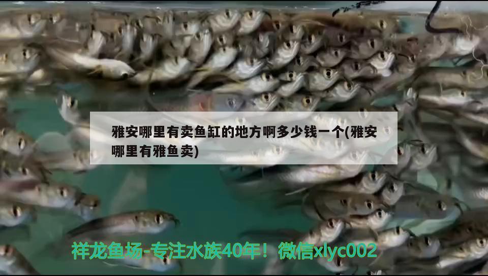 雅安哪里有賣魚缸的地方啊多少錢一個(雅安哪里有雅魚賣) 大白鯊魚苗