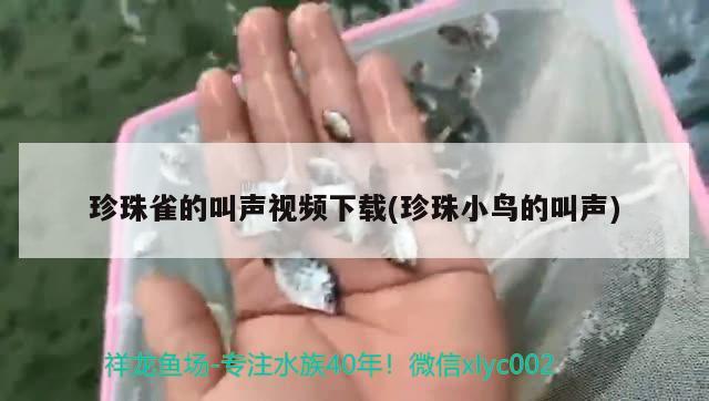 珍珠雀的叫聲視頻下載(珍珠小鳥的叫聲)