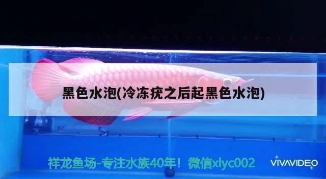 黑色水泡(冷凍疣之后起黑色水泡) 觀賞魚