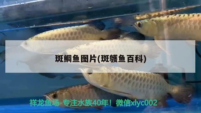 斑鯛魚圖片(斑鹱魚百科) 觀賞魚