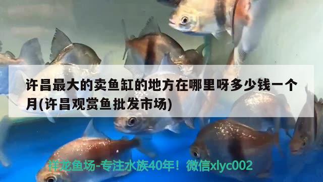 許昌最大的賣魚缸的地方在哪里呀多少錢一個月(許昌觀賞魚批發(fā)市場)