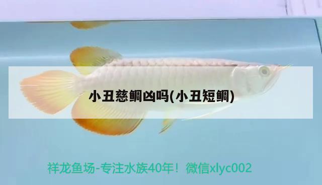 小丑慈鯛兇嗎(小丑短鯛) 觀賞魚