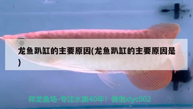 龍魚趴缸的主要原因(龍魚趴缸的主要原因是) 觀賞魚