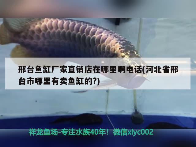 邢臺魚缸廠家直銷店在哪里啊電話(河北省邢臺市哪里有賣魚缸的?) 紅魔王銀版魚