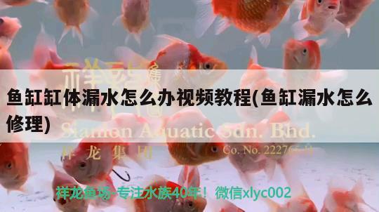 魚缸缸體漏水怎么辦視頻教程(魚缸漏水怎么修理)