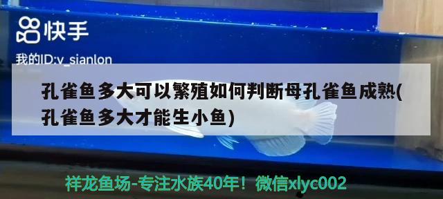 孔雀魚多大可以繁殖如何判斷母孔雀魚成熟(孔雀魚多大才能生小魚) 觀賞魚