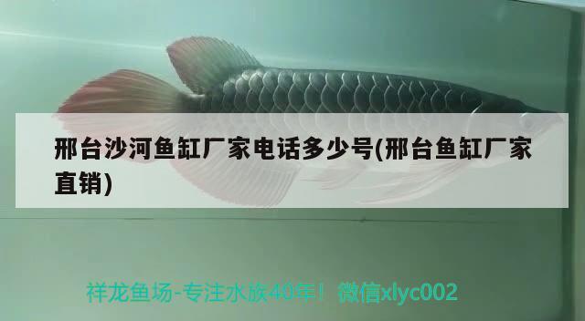 邢臺沙河魚缸廠家電話多少號(邢臺魚缸廠家直銷) 新加坡號半紅龍魚（練手級紅龍魚）