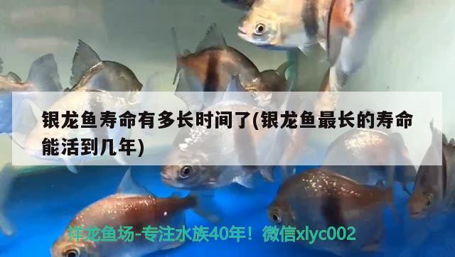 銀龍魚壽命有多長時間了(銀龍魚最長的壽命能活到幾年)